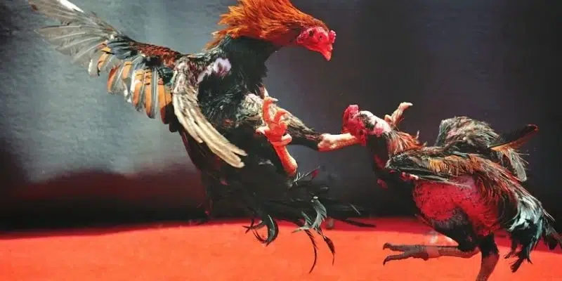 Các điểm cần chú ý khi phân tích kèo đá gà